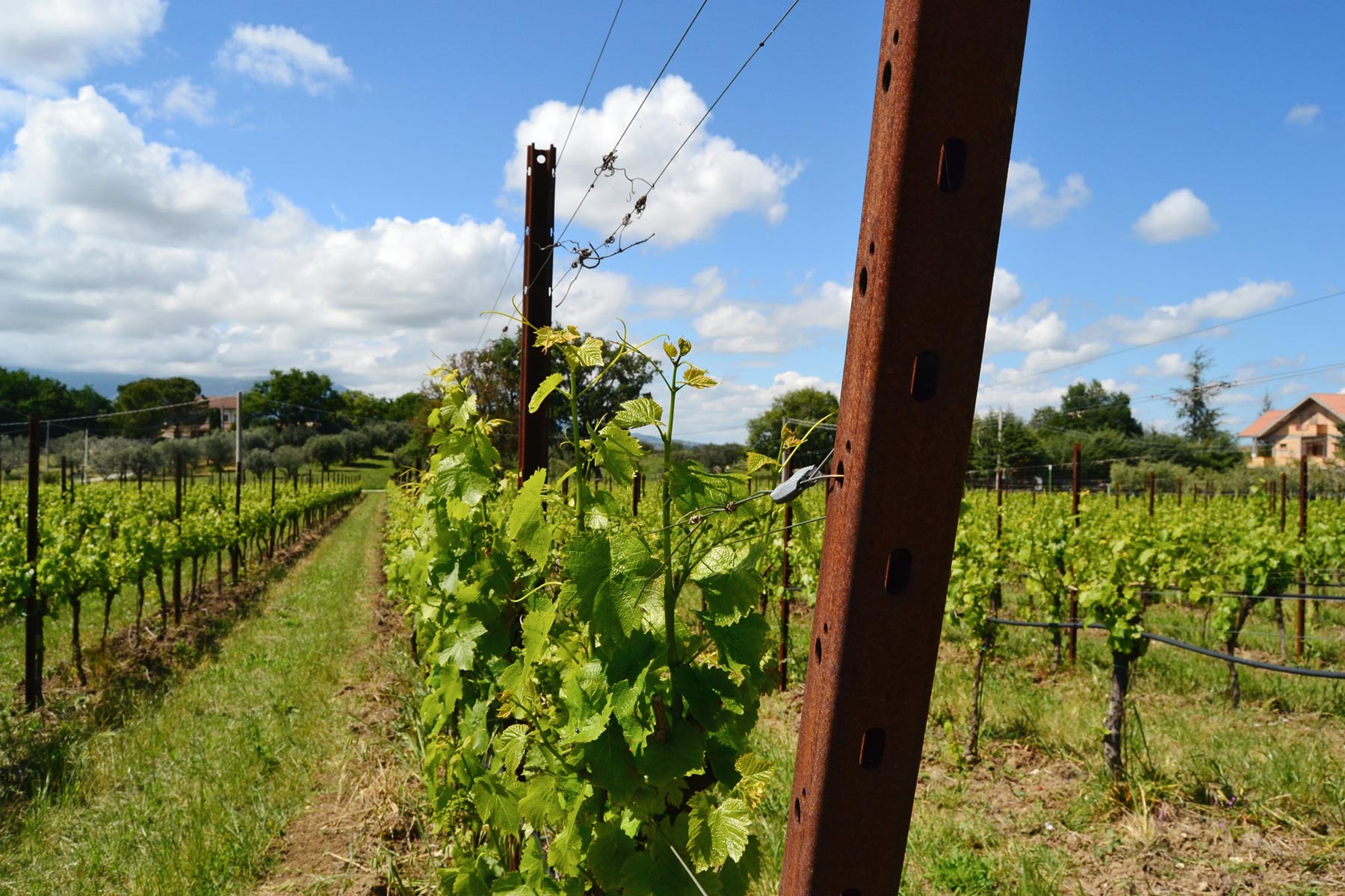 profili su misura per agricoltura e pali per vigneto