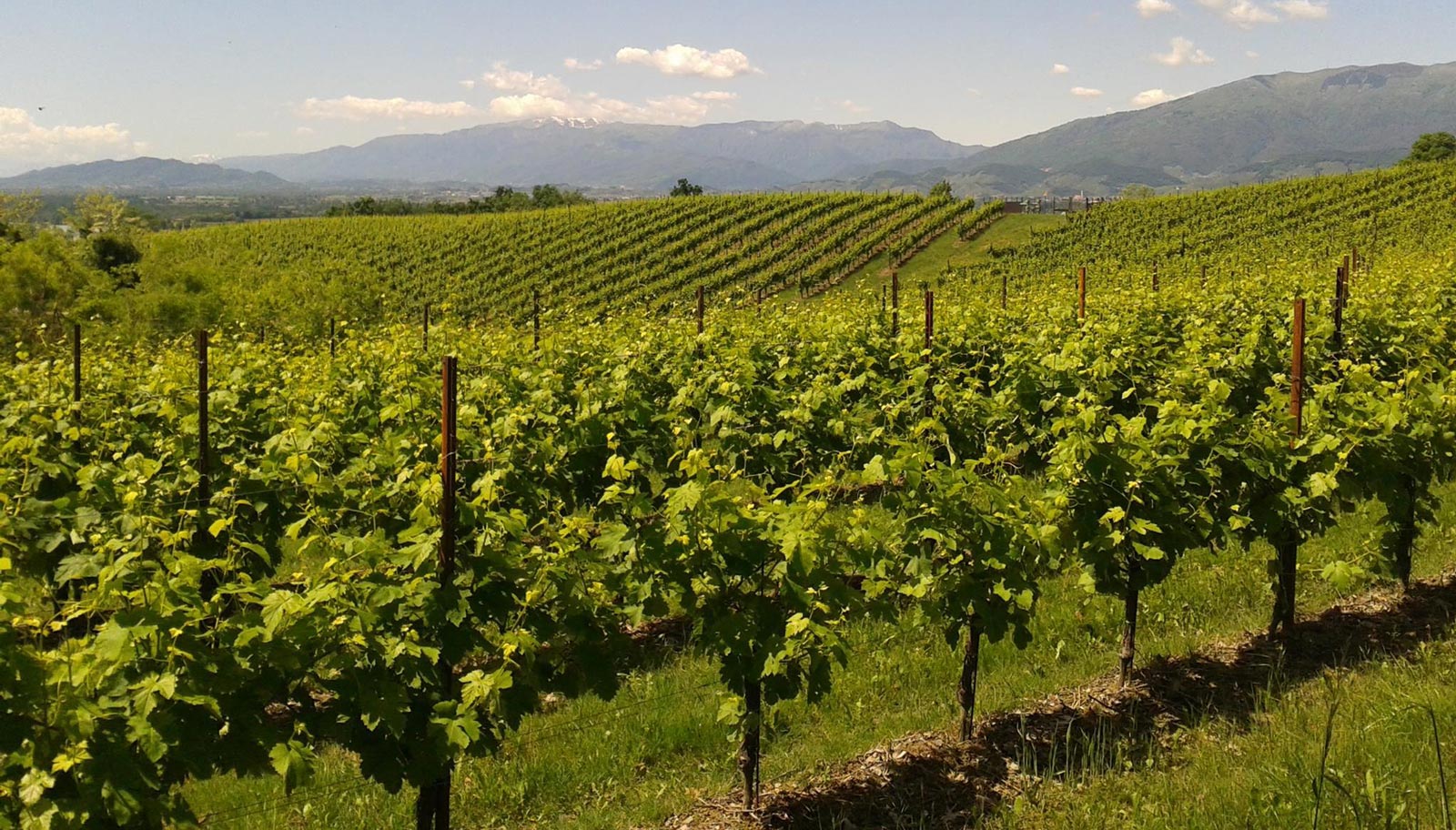 corten steel vineyard posts