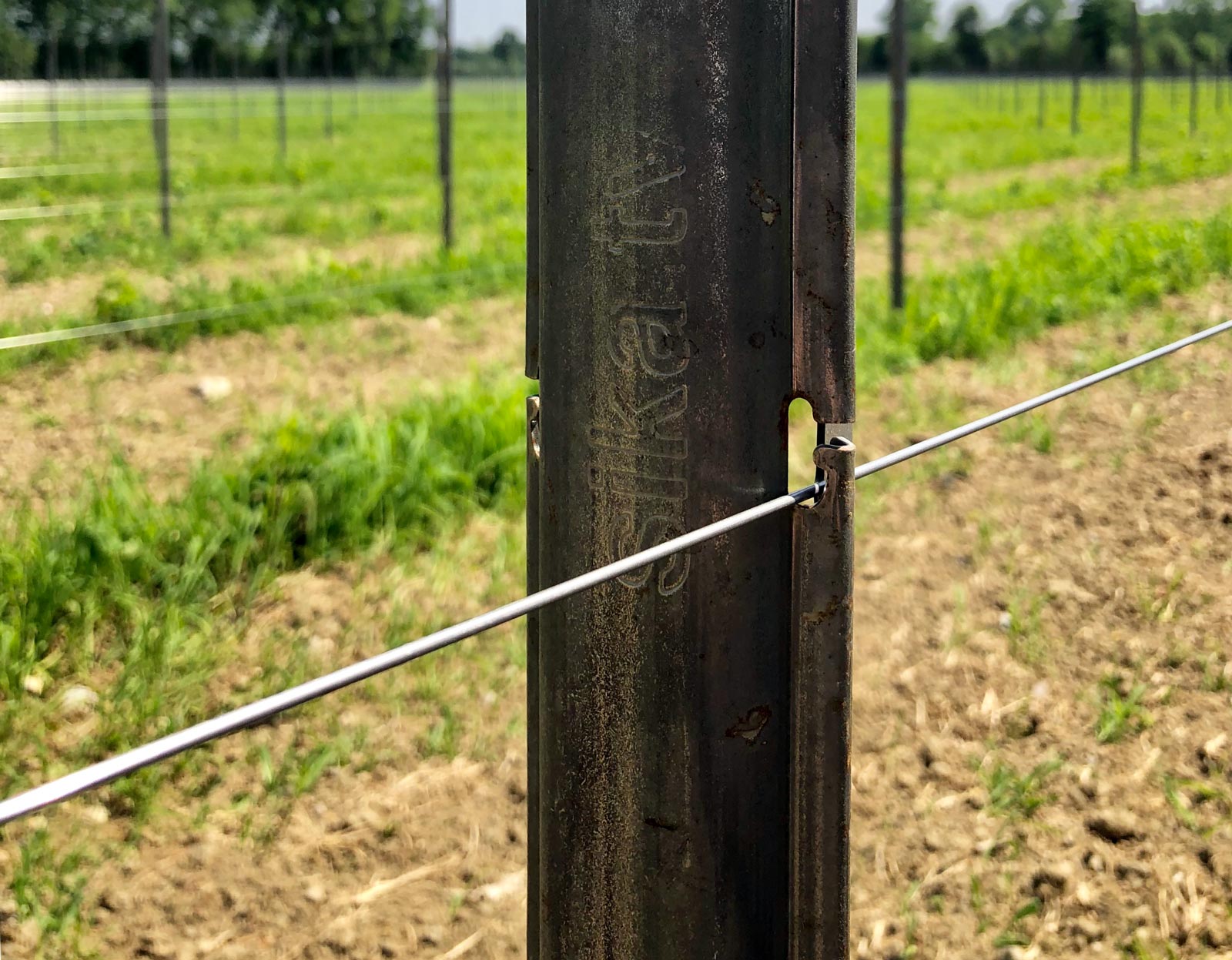 Pali per vigneti duraturi e resistenti agli agenti atmosferici in acciaio zincato