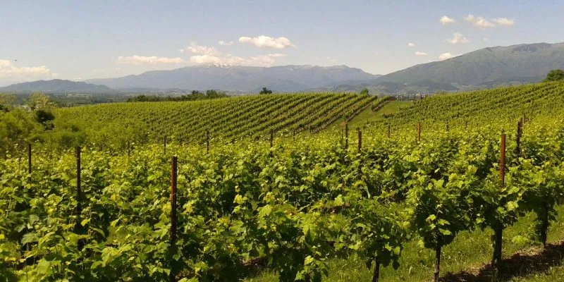 Corten steel and galvanized steel vineyard posts
