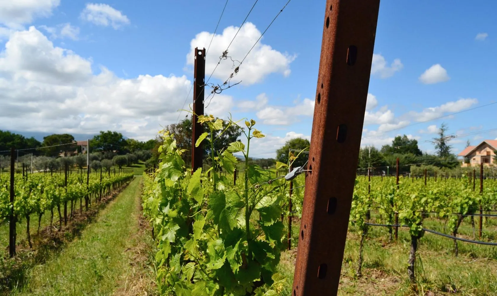 profili su misura per agricoltura e pali per vigneto